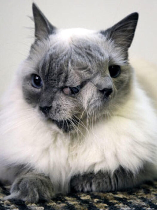 oldest janus cat ever