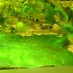 how to get rid of blanket weed in fish tank