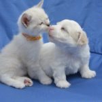 getting a puppy and a kitten at the same time