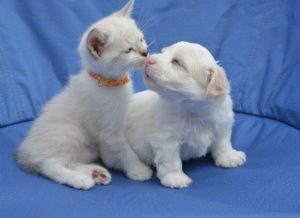 getting a puppy and a kitten at the same time