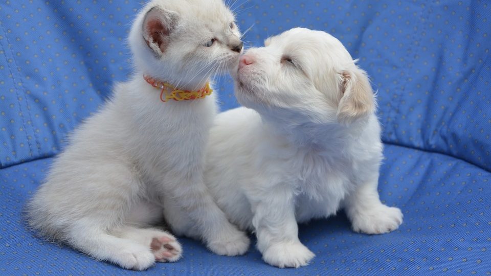 Getting a Puppy and a Kitten at the Same Time - KittyExpert.com