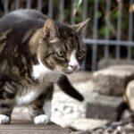 how do cats change when they get older