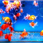 how many fish can be in a 2 gallon tank