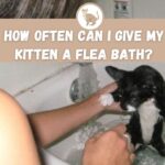 how often can i give my kitten a flea bath