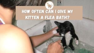 how often can i give my kitten a flea bath