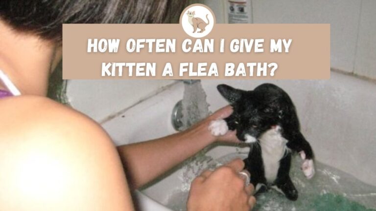 how-often-can-i-give-my-kitten-a-flea-bath-the-kitty-expert