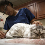 How Often Do You Take A Cat To The Vet?