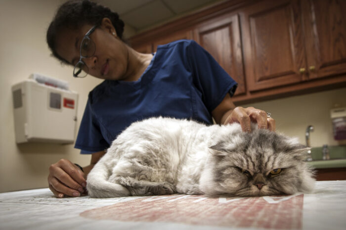 How Often Do You Take A Cat To The Vet? The Kitty Expert
