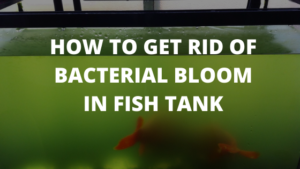 What is Bacterial Bloom Bacteria bloom is refers to clouded or dirty water. Bacterial bloom usually occurs around 48 hours after you have added fish and feed them a couple times. What causes bacterial bloom Bacterial bloom is caused by an increase in the level of ammonia and the increased presence of bacteria and organic decay. This bacterium is formed from the waste of your fish and sometimes from extra food collecting on the bottom of your fish tank. Bacterial bloom can also be cause by dying plants, gravel dust, and other small particles of debris. How long does bacterial bloom last? On its own, bacterial bloom typically clears after 7 to 10 days. However, this number can vary depending on the size of the tank, number of fish, type of filter, etc. Sometimes, bacterial bloom does not go away on its own. Unfortunately, simply increasing the cycles on your fish tank filter does not help get rid of bacterial bloom. Bacterial bloom can be very frustrating because it ruins the aesthetics of your entire fish tank. If your bacterial bloom is not going away, take the steps listed below. How to get rid of Bacterial Bloom in fish tank? Here are the best ways to get rid of Bacterial Bloom in your fish tank: 1) Remove all dying plants and uneaten food from the fish tank 2) Regularly perform water changes 3) Reduce the amount of food you give your fish. You should only do this if you notice extra food sitting on the bottom of your tank 4) If you have other fish tanks, you may want to remove some of the fish in case your tank is over crowded. 5) The best and easiest way to remove bacterial bloom is with a Water Clarifier. Water Clarifiers can be bought on amazon for less than 5$. The water clarifier is phosphate free and is safe to use in any freshwater fish tank. It does not harm your fish or plants and it does not affect the ph level of the water in your aquarium.