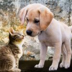 How to stop dog from chasing cat