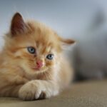 how do i get my cat to stop peeing everywhere