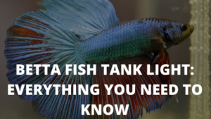 betta fish tank light