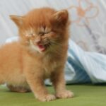 cute picture of a kitten