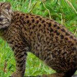 endangered kodkod cat