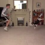 cat playing soccer goalie