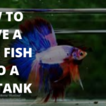 how to move a betta fish into a new tank