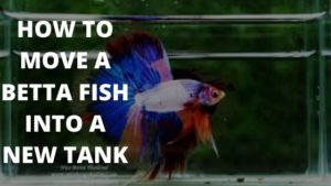 how to move a betta fish into a new tank