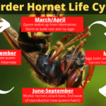 Asian giant hornet life cycle