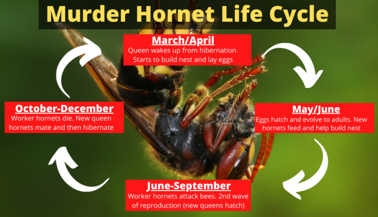 Asian Giant Hornet Life Cycle The Kitty Expert   Murder Hornet Life Cycle 1 768x441 