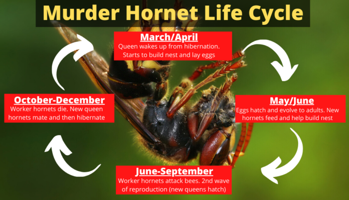 Asian giant hornet life cycle