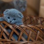 How to Take Care of Your Newly Adopted Cat