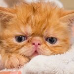 how to bathe a cat