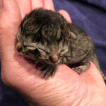 janus cat with two faces