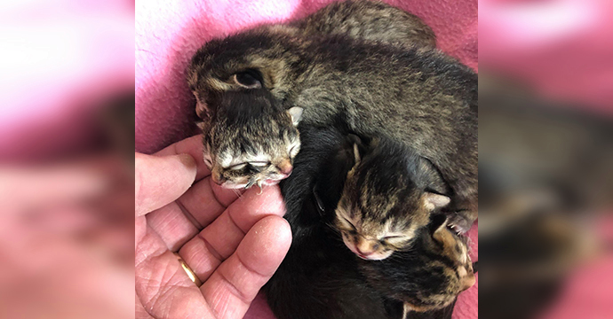 Janus Cat: Cat born with two faces in Oregon - KittyExpert.com