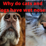 why do cats and dogs have wet noses