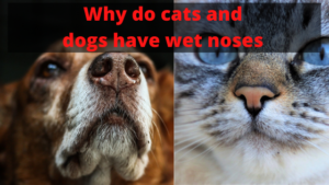 why do cats and dogs have wet noses