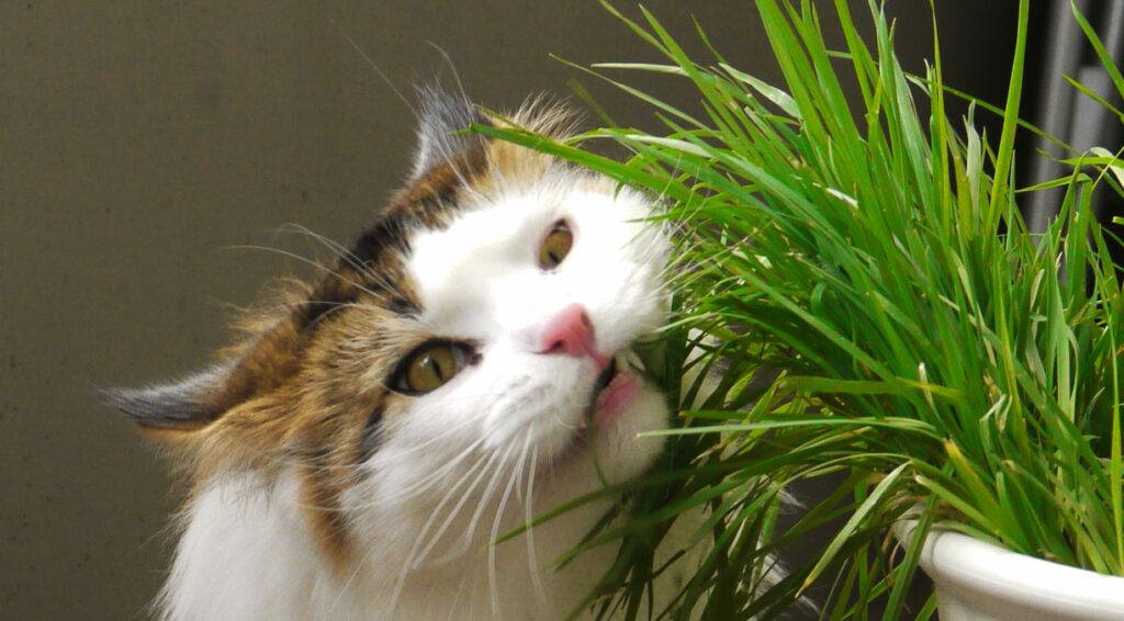 cat eating houseplants