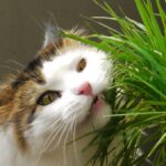 cat eating houseplants
