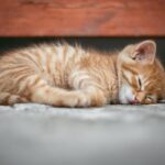 How long to keep cat confined after spay