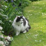 how to get rid of cats pooping in your yard