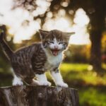 How to convince your parents to get a cat