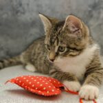 How to check a cat's pulse