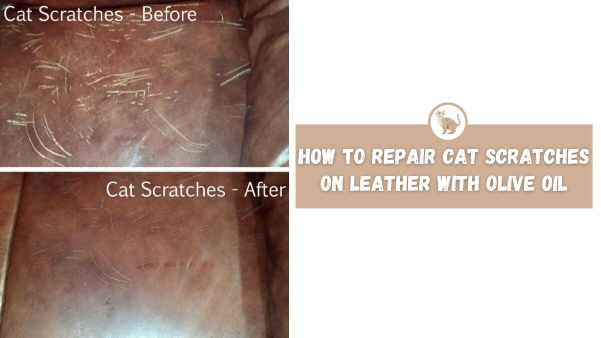 How To Repair Cat Scratches On Leather, Cat Scratch Leather Repair