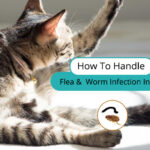 how to handle flea infection in cats