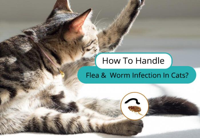 how to handle flea infection in cats
