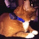 Best Cat Shock Collars