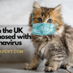 Cat in the UK Diagnosed with the Coronavirus
