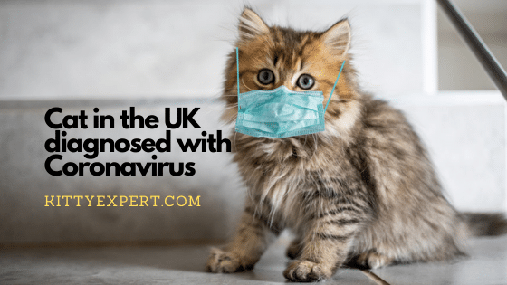 Cat in the UK Diagnosed with the Coronavirus
