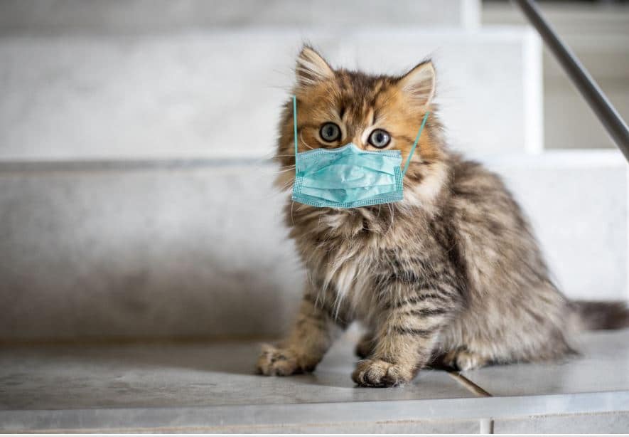 cat wearing a face mask coronavirus