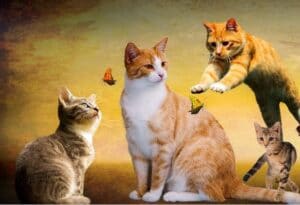 Cat behavior and what it means