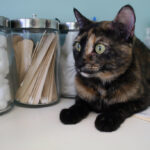 When to take your cat the vet