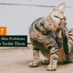 common cat skin problems