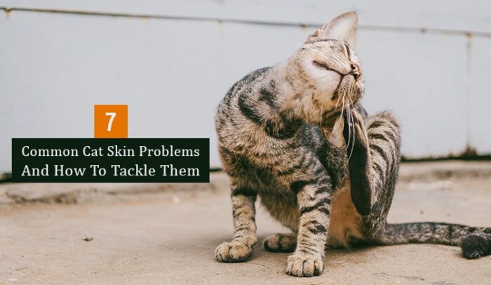 common cat skin problems