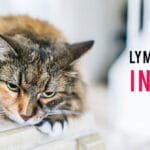 Lyme Disease in Cats