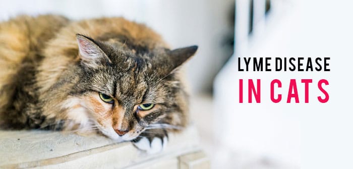 Lyme Disease in Cats