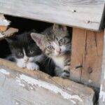 benefits of feral cats